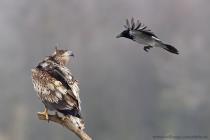 Seeadler